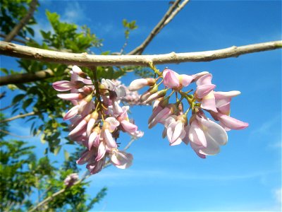 Flowers of Gliricidia sepium (Philippines) Goats in Bulacan Trees, grasslands, paddy and vegetable fields in Marungko barangay road, Angat, 
Bulacan Barangay Marungko  14°56'53"N 121°0'40"E Angat, Bul