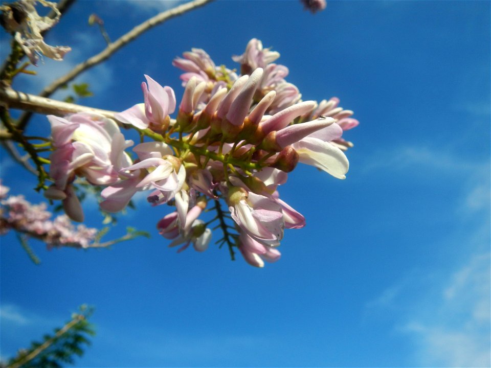 Flowers of Gliricidia sepium (Philippines) Goats in Bulacan Trees, grasslands, paddy and vegetable fields in Marungko barangay road, Angat, 
Bulacan Barangay Marungko  14°56'53"N 121°0'40"E Angat, Bul