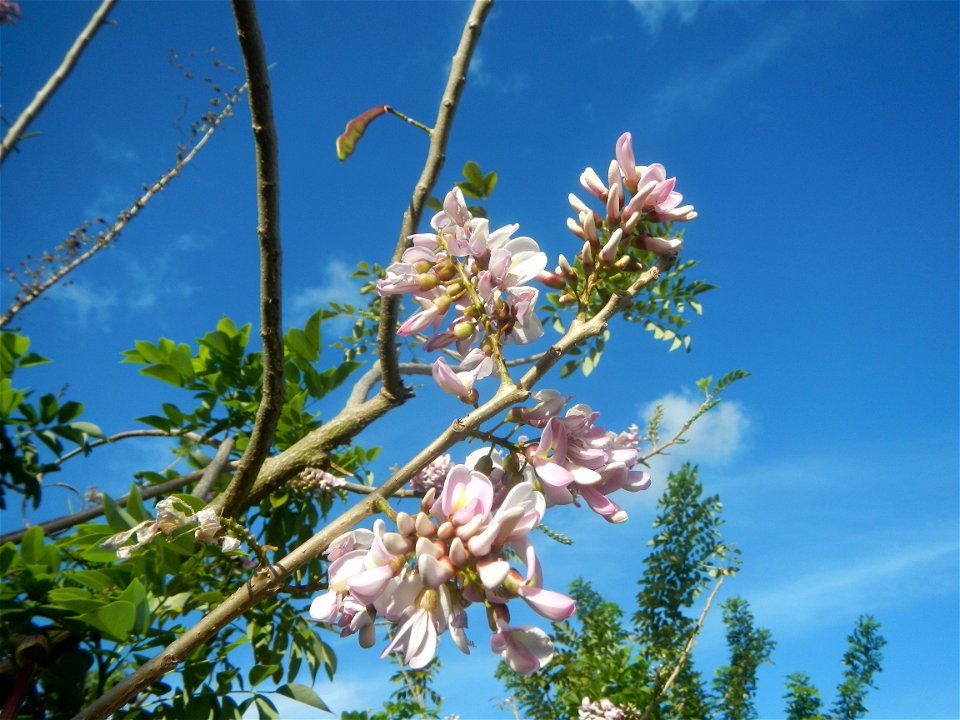Flowers of Gliricidia sepium (Philippines) Goats in Bulacan Trees, grasslands, paddy and vegetable fields in Marungko barangay road, Angat, 
Bulacan Barangay Marungko  14°56'53"N 121°0'40"E Angat, Bul