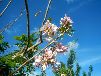 Flowers of Gliricidia sepium (Philippines) Goats in Bulacan Trees, grasslands, paddy and vegetable fields in Marungko barangay road, Angat, 
Bulacan Barangay Marungko  14°56'53"N 121°0'40"E Angat, Bul