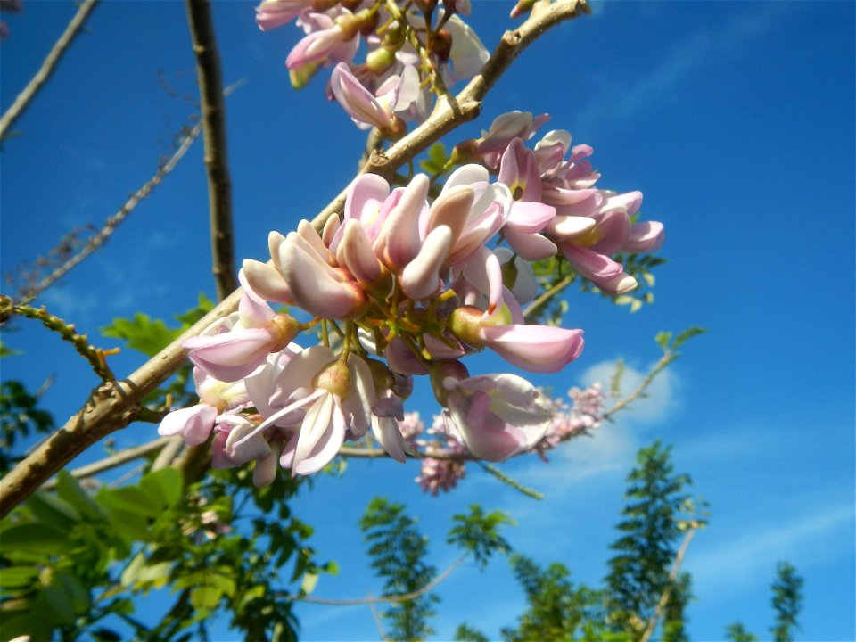 Flowers of Gliricidia sepium (Philippines) Goats in Bulacan Trees, grasslands, paddy and vegetable fields in Marungko barangay road, Angat, 
Bulacan Barangay Marungko  14°56'53"N 121°0'40"E Angat, Bul