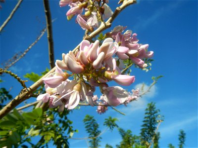 Flowers of Gliricidia sepium (Philippines) Goats in Bulacan Trees, grasslands, paddy and vegetable fields in Marungko barangay road, Angat, 
Bulacan Barangay Marungko  14°56'53"N 121°0'40"E Angat, Bul