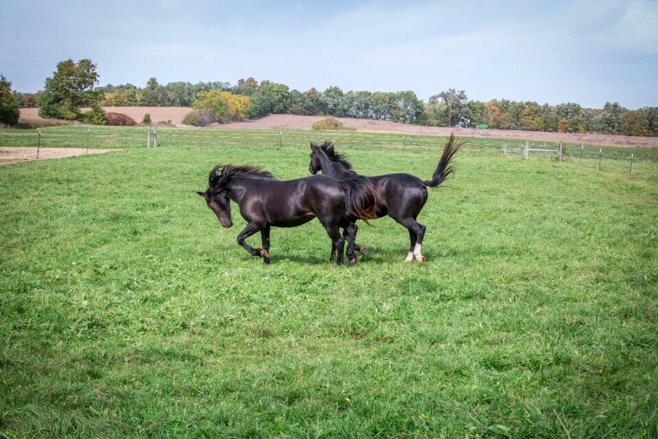 Head brown pasture photo