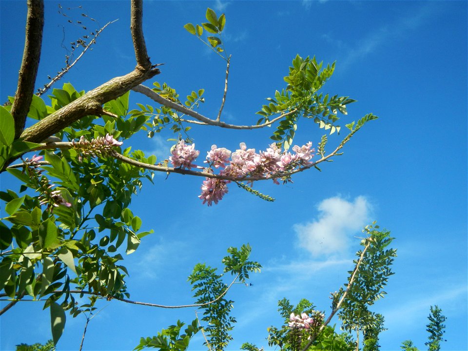 Flowers of Gliricidia sepium (Philippines) Goats in Bulacan Trees, grasslands, paddy and vegetable fields in Marungko barangay road, Angat, 
Bulacan Barangay Marungko  14°56'53"N 121°0'40"E Angat, Bul