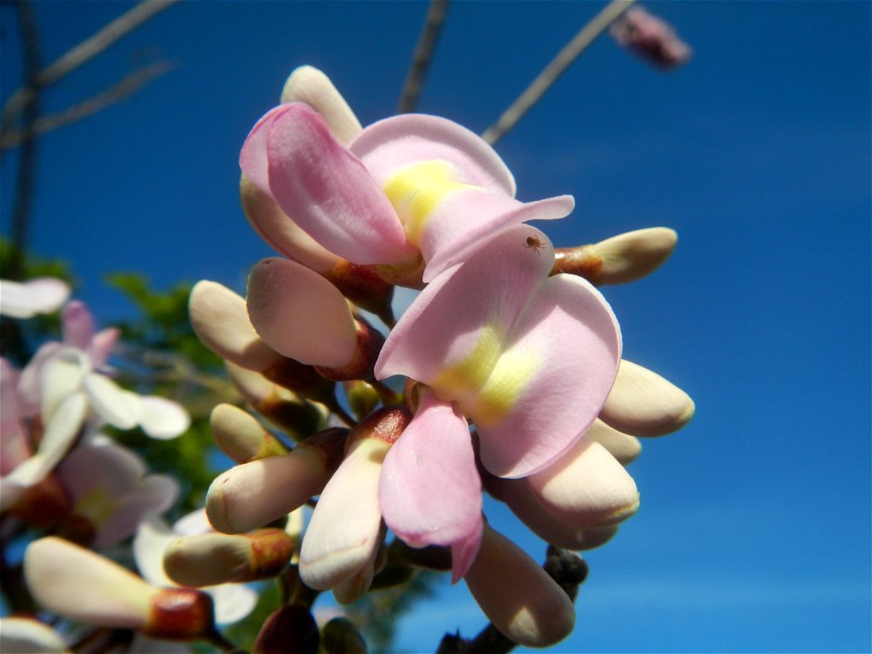 Flowers of Gliricidia sepium (Philippines) Goats in Bulacan Trees, grasslands, paddy and vegetable fields in Marungko barangay road, Angat, 
Bulacan Barangay Marungko  14°56'53"N 121°0'40"E Angat, Bul