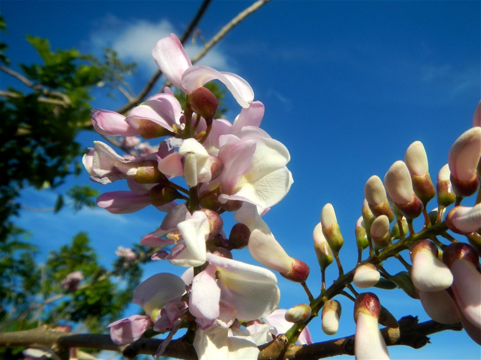 Flowers of Gliricidia sepium (Philippines) Goats in Bulacan Trees, grasslands, paddy and vegetable fields in Marungko barangay road, Angat, 
Bulacan Barangay Marungko  14°56'53"N 121°0'40"E Angat, Bul