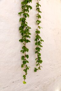 Wall texture leaves