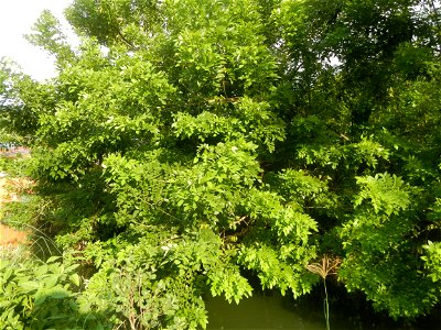 Fabaceae Kakawate Gliricidia sepium (Jacq.) Steud. St. Vincent's Plum Ge li dou Gliricidia sepium Malibo Matanda Farm-to-Market Road, Pandi, Bulacan from Poblacion - Bunsuran I and Bunsuran III, Pandi