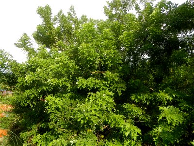 Fabaceae Kakawate Gliricidia sepium (Jacq.) Steud. St. Vincent's Plum Ge li dou Gliricidia sepium Malibo Matanda Farm-to-Market Road, Pandi, Bulacan from Poblacion - Bunsuran I and Bunsuran III, Pandi