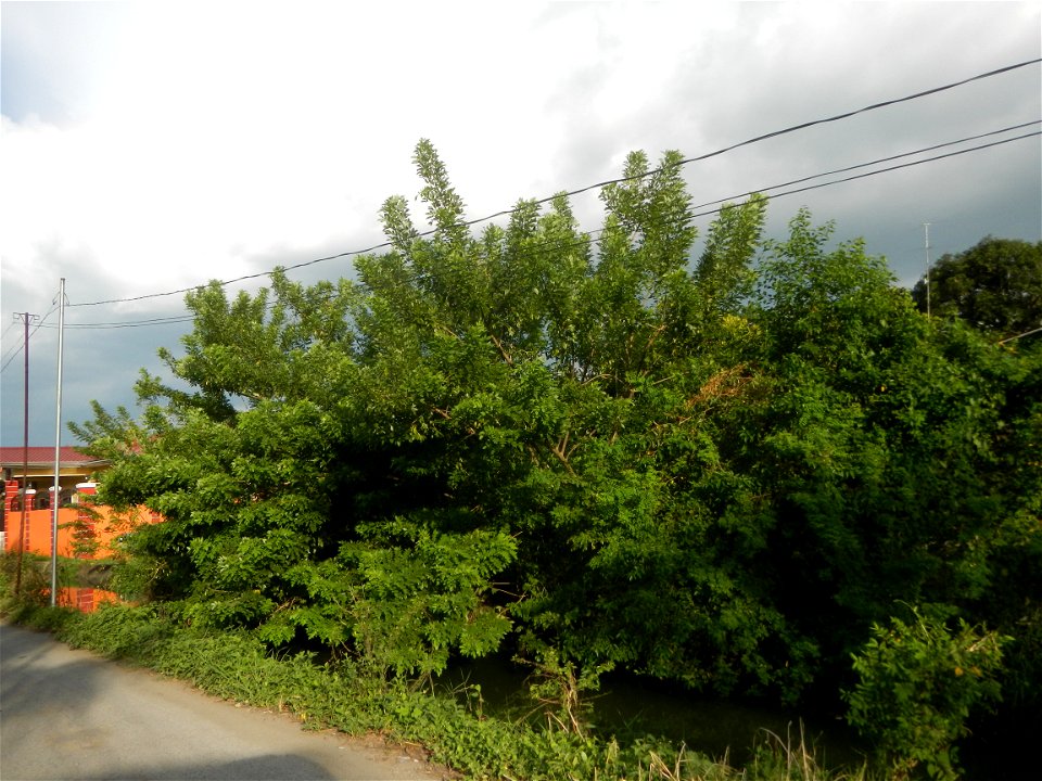 Fabaceae Kakawate Gliricidia sepium (Jacq.) Steud. St. Vincent's Plum Ge li dou Gliricidia sepium Malibo Matanda Farm-to-Market Road, Pandi, Bulacan from Poblacion - Bunsuran I and Bunsuran III, Pandi