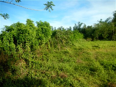 Grasslands, trees, paddy and vegetable fields - Angat River (Barangay Banaban, Angat-Doña Remedios Trinidad, Bulacan Road) in Barangay Banaban 14.9376, 121.0738 Angat, Bulacan, Bulacan province along 