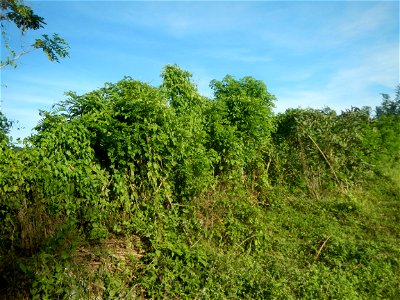 Grasslands, trees, paddy and vegetable fields - Angat River (Barangay Banaban, Angat-Doña Remedios Trinidad, Bulacan Road) in Barangay Banaban 14.9376, 121.0738 Angat, Bulacan, Bulacan province along 