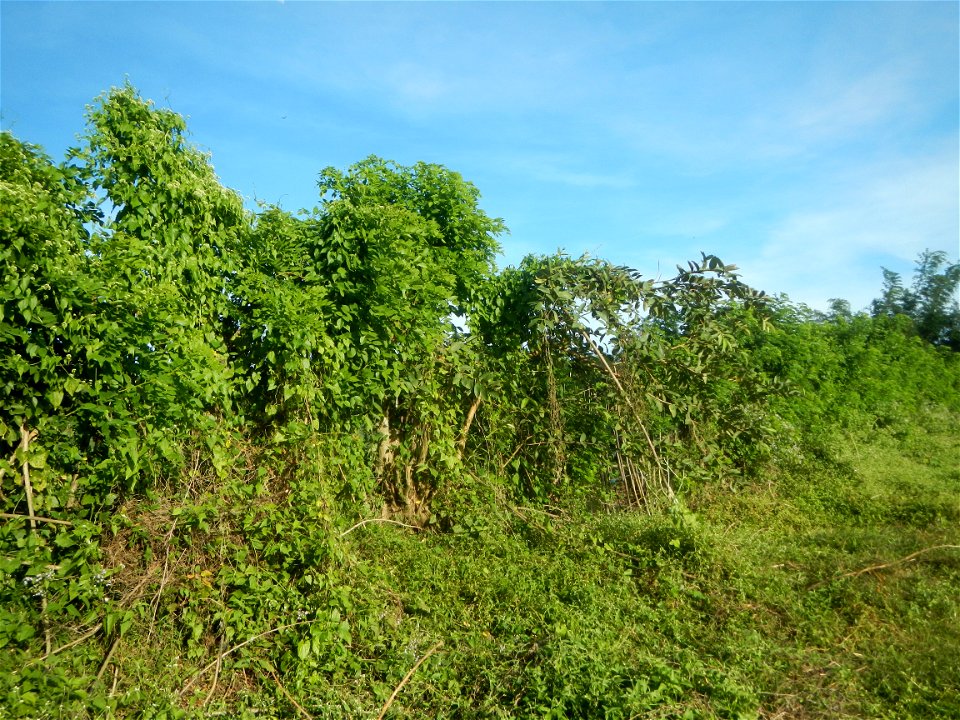 Grasslands, trees, paddy and vegetable fields - Angat River (Barangay Banaban, Angat-Doña Remedios Trinidad, Bulacan Road) in Barangay Banaban 14.9376, 121.0738 Angat, Bulacan, Bulacan province along 