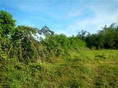 Grasslands, trees, paddy and vegetable fields - Angat River (Barangay Banaban, Angat-Doña Remedios Trinidad, Bulacan Road) in Barangay Banaban 14.9376, 121.0738 Angat, Bulacan, Bulacan province along 
