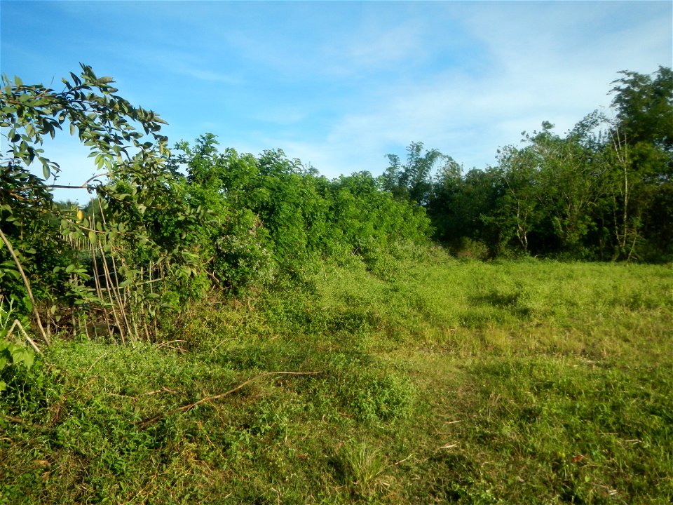 Grasslands, trees, paddy and vegetable fields - Angat River (Barangay Banaban, Angat-Doña Remedios Trinidad, Bulacan Road) in Barangay Banaban 14.9376, 121.0738 Angat, Bulacan, Bulacan province along 