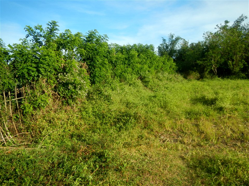 Grasslands, trees, paddy and vegetable fields - Angat River (Barangay Banaban, Angat-Doña Remedios Trinidad, Bulacan Road) in Barangay Banaban 14.9376, 121.0738 Angat, Bulacan, Bulacan province along 