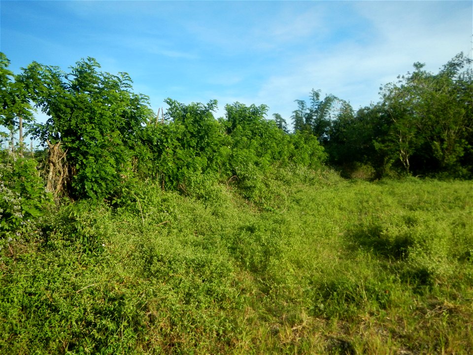 Grasslands, trees, paddy and vegetable fields - Angat River (Barangay Banaban, Angat-Doña Remedios Trinidad, Bulacan Road) in Barangay Banaban 14.9376, 121.0738 Angat, Bulacan, Bulacan province along 
