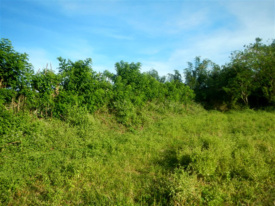 Grasslands, trees, paddy and vegetable fields - Angat River (Barangay Banaban, Angat-Doña Remedios Trinidad, Bulacan Road) in Barangay Banaban 14.9376, 121.0738 Angat, Bulacan, Bulacan province along 