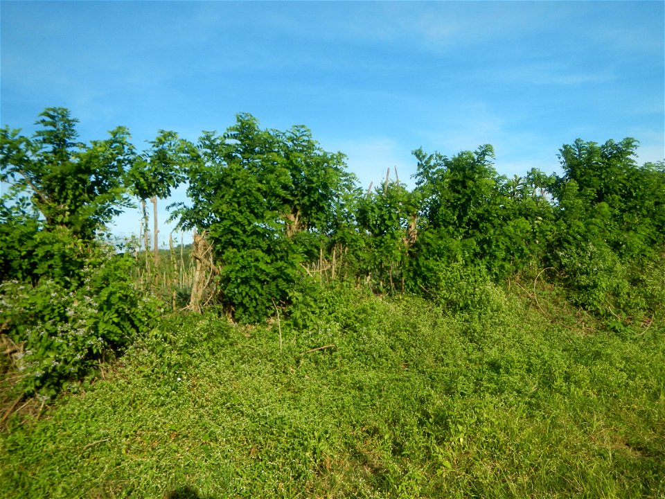 Grasslands, trees, paddy and vegetable fields - Angat River (Barangay Banaban, Angat-Doña Remedios Trinidad, Bulacan Road) in Barangay Banaban 14.9376, 121.0738 Angat, Bulacan, Bulacan province along 
