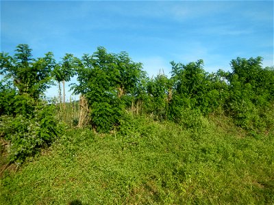 Grasslands, trees, paddy and vegetable fields - Angat River (Barangay Banaban, Angat-Doña Remedios Trinidad, Bulacan Road) in Barangay Banaban 14.9376, 121.0738 Angat, Bulacan, Bulacan province along 