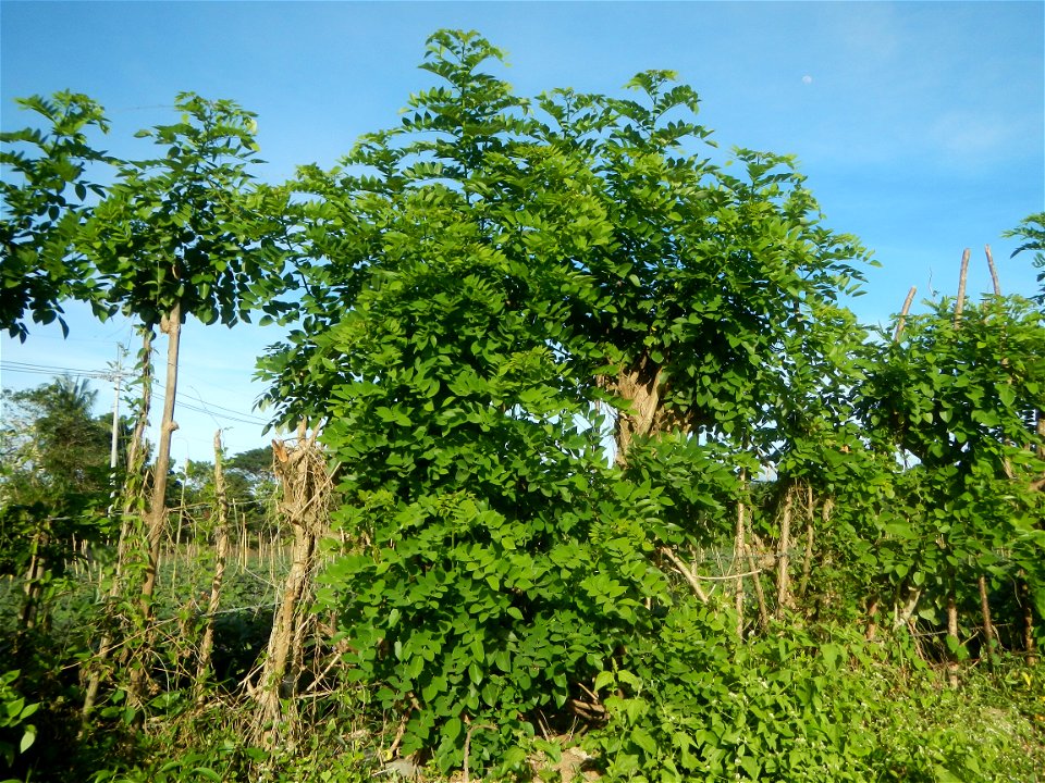 Grasslands, trees, paddy and vegetable fields - Angat River (Barangay Banaban, Angat-Doña Remedios Trinidad, Bulacan Road) in Barangay Banaban 14.9376, 121.0738 Angat, Bulacan, Bulacan province along 