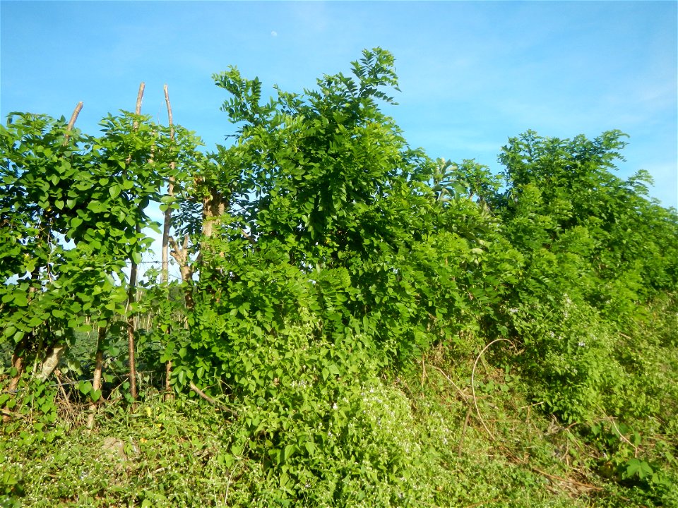 Grasslands, trees, paddy and vegetable fields - Angat River (Barangay Banaban, Angat-Doña Remedios Trinidad, Bulacan Road) in Barangay Banaban 14.9376, 121.0738 Angat, Bulacan, Bulacan province along 
