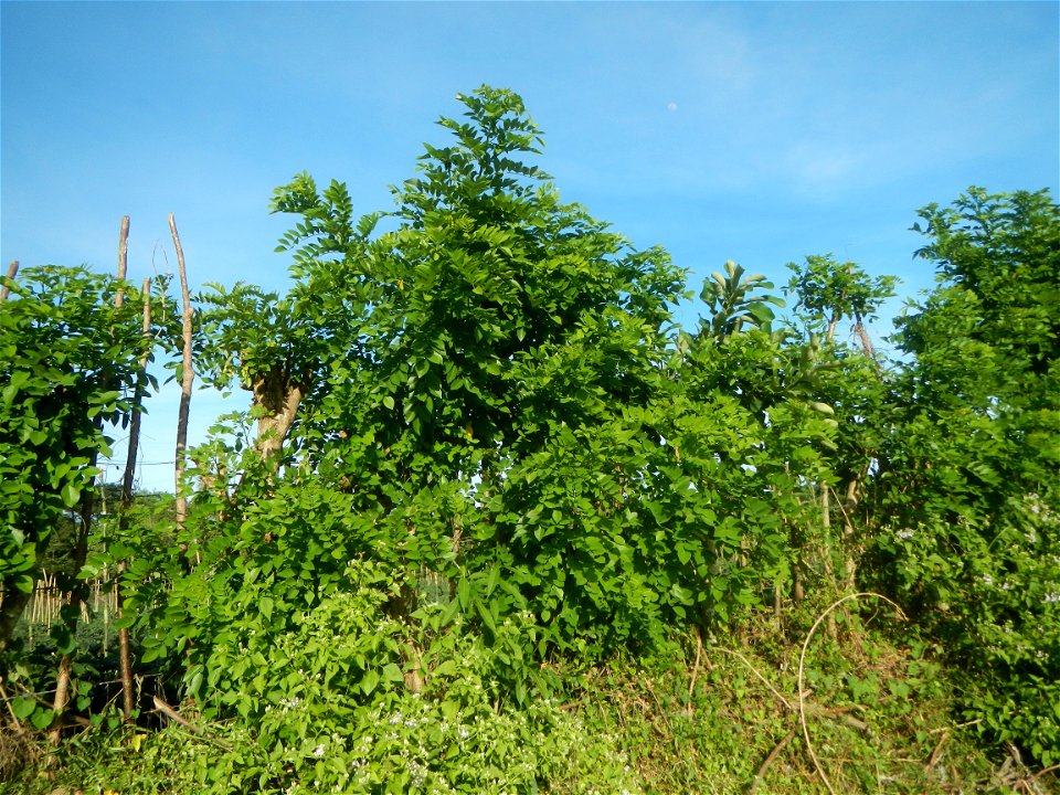 Grasslands, trees, paddy and vegetable fields - Angat River (Barangay Banaban, Angat-Doña Remedios Trinidad, Bulacan Road) in Barangay Banaban 14.9376, 121.0738 Angat, Bulacan, Bulacan province along 