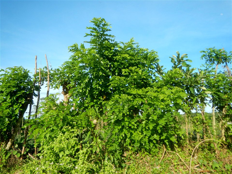 Grasslands, trees, paddy and vegetable fields - Angat River (Barangay Banaban, Angat-Doña Remedios Trinidad, Bulacan Road) in Barangay Banaban 14.9376, 121.0738 Angat, Bulacan, Bulacan province along 