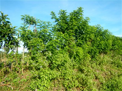 Grasslands, trees, paddy and vegetable fields - Angat River (Barangay Banaban, Angat-Doña Remedios Trinidad, Bulacan Road) in Barangay Banaban 14.9376, 121.0738 Angat, Bulacan, Bulacan province along 