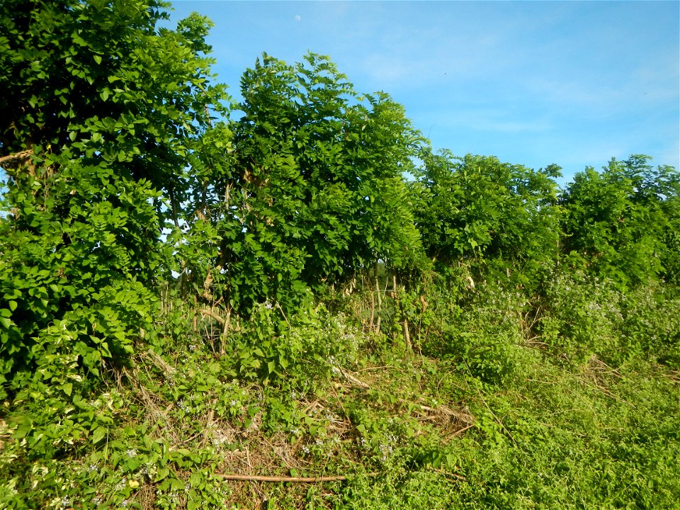 Grasslands, trees, paddy and vegetable fields - Angat River (Barangay Banaban, Angat-Doña Remedios Trinidad, Bulacan Road) in Barangay Banaban 14.9376, 121.0738 Angat, Bulacan, Bulacan province along 