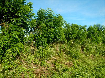 Grasslands, trees, paddy and vegetable fields - Angat River (Barangay Banaban, Angat-Doña Remedios Trinidad, Bulacan Road) in Barangay Banaban 14.9376, 121.0738 Angat, Bulacan, Bulacan province along 