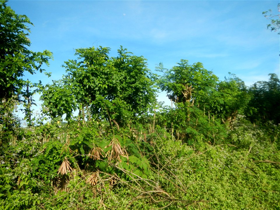 Grasslands, trees, paddy and vegetable fields - Angat River (Barangay Banaban, Angat-Doña Remedios Trinidad, Bulacan Road) in Barangay Banaban 14.9376, 121.0738 Angat, Bulacan, Bulacan province along 