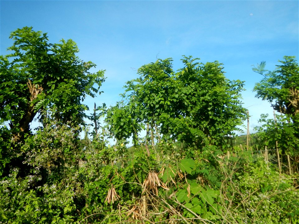 Grasslands, trees, paddy and vegetable fields - Angat River (Barangay Banaban, Angat-Doña Remedios Trinidad, Bulacan Road) in Barangay Banaban 14.9376, 121.0738 Angat, Bulacan, Bulacan province along 
