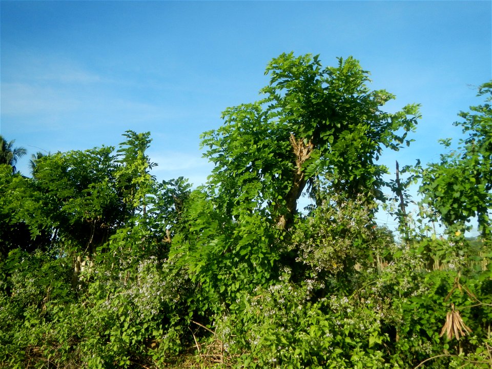 Grasslands, trees, paddy and vegetable fields - Angat River (Barangay Banaban, Angat-Doña Remedios Trinidad, Bulacan Road) in Barangay Banaban 14.9376, 121.0738 Angat, Bulacan, Bulacan province along 