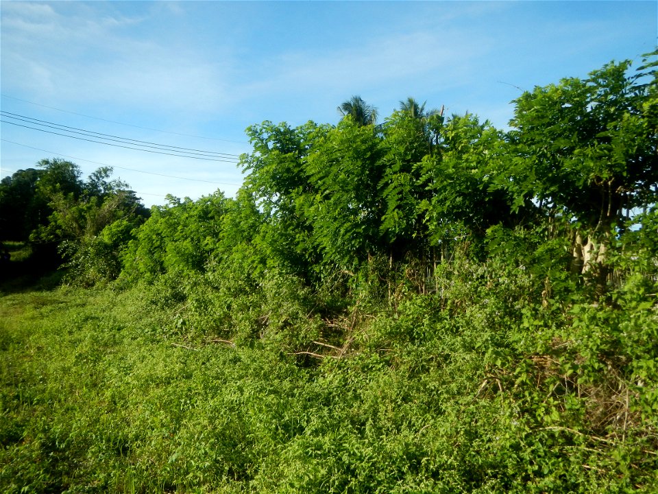 Grasslands, trees, paddy and vegetable fields - Angat River (Barangay Banaban, Angat-Doña Remedios Trinidad, Bulacan Road) in Barangay Banaban 14.9376, 121.0738 Angat, Bulacan, Bulacan province along 