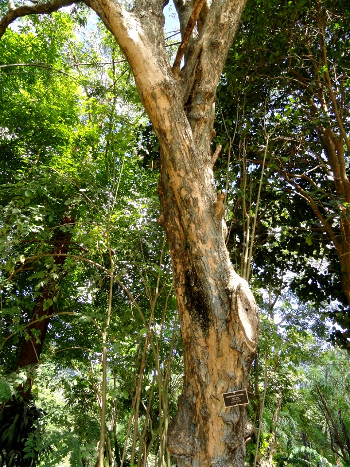 San Juan Botanical Garden (Botanical Garden of the University of Puerto Rico), Río Piedras, Puerto Rico.