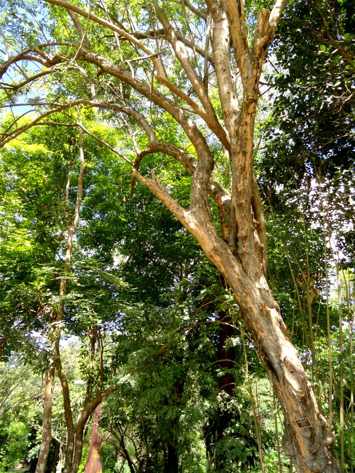 San Juan Botanical Garden (Botanical Garden of the University of Puerto Rico), Río Piedras, Puerto Rico.