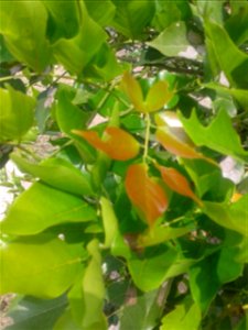 புங்கு Botanical name - Millettia pinnata Common name - Indian beech Flowers are a good compost; Tree is famous for cool shade; Seed oil is used as lamp oil ;Seed oil is also used for making soaps. photo