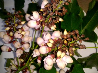 Botanical name - Millettia pinnata Common name - Indian beech Flowers are a good compost; Tree is famous for cool shade; Seed oil is used as lamp oil ;Seed oil is also used for making soaps. S.Sound photo