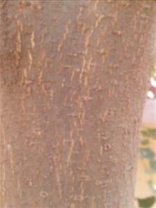 புங்கு Botanical name - Millettia pinnata Common name - Indian beech Flowers are a good compost; Tree is famous for cool shade; Seed oil is used as lamp oil ;Seed oil is also used for making soaps. photo