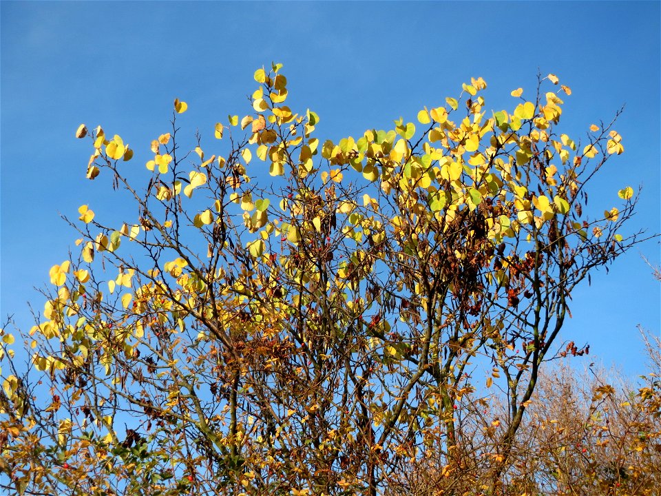 Gewöhnlicher Judasbaum (Cercis siliquastrum) in Hockenheim