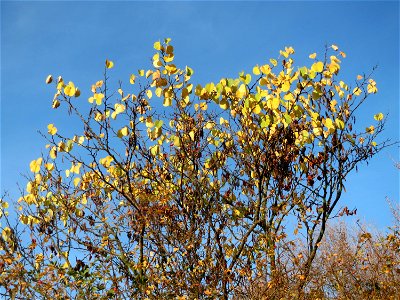 Gewöhnlicher Judasbaum (Cercis siliquastrum) in Hockenheim