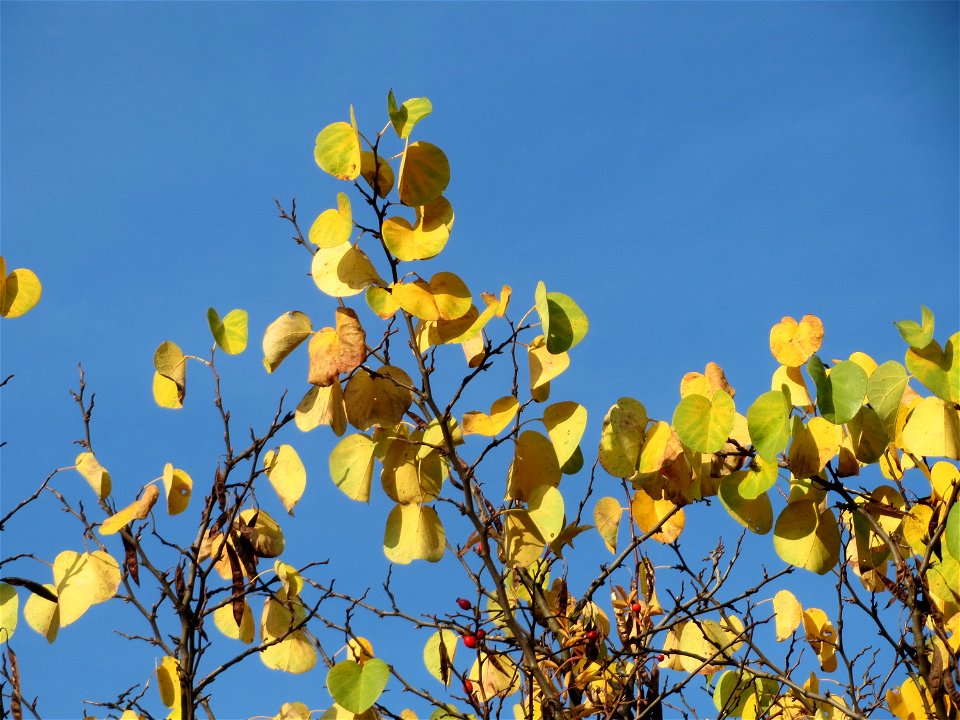 Gewöhnlicher Judasbaum (Cercis siliquastrum) in Hockenheim