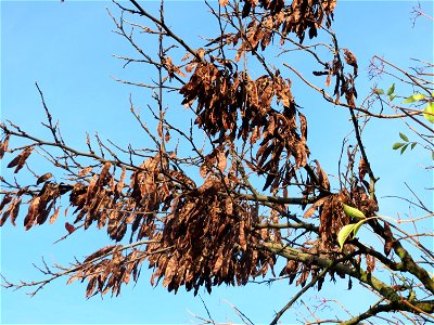 Gewöhnlicher Judasbaum (Cercis siliquastrum) in Hockenheim