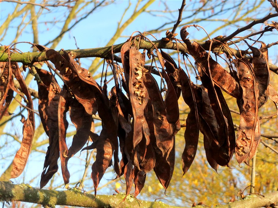 Gewöhnlicher Judasbaum (Cercis siliquastrum) in Hockenheim