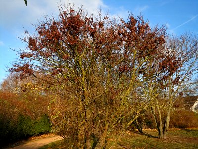 Gewöhnlicher Judasbaum (Cercis siliquastrum) in Hockenheim