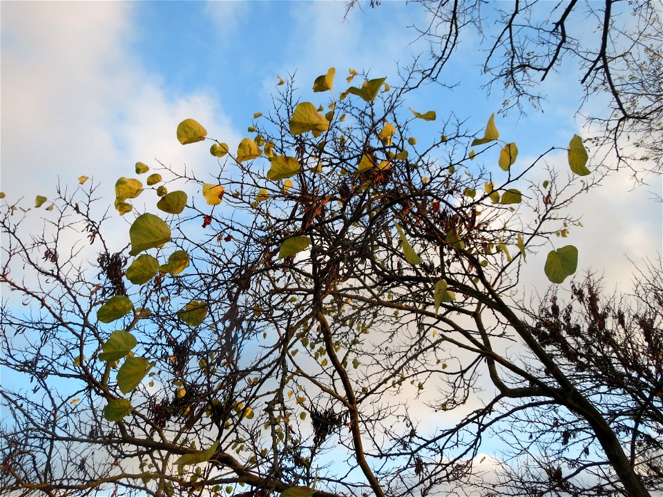 Gewöhnlicher Judasbaum (Cercis siliquastrum) in Hockenheim