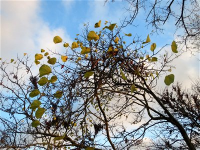 Gewöhnlicher Judasbaum (Cercis siliquastrum) in Hockenheim