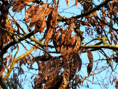 Gewöhnlicher Judasbaum (Cercis siliquastrum) in Hockenheim