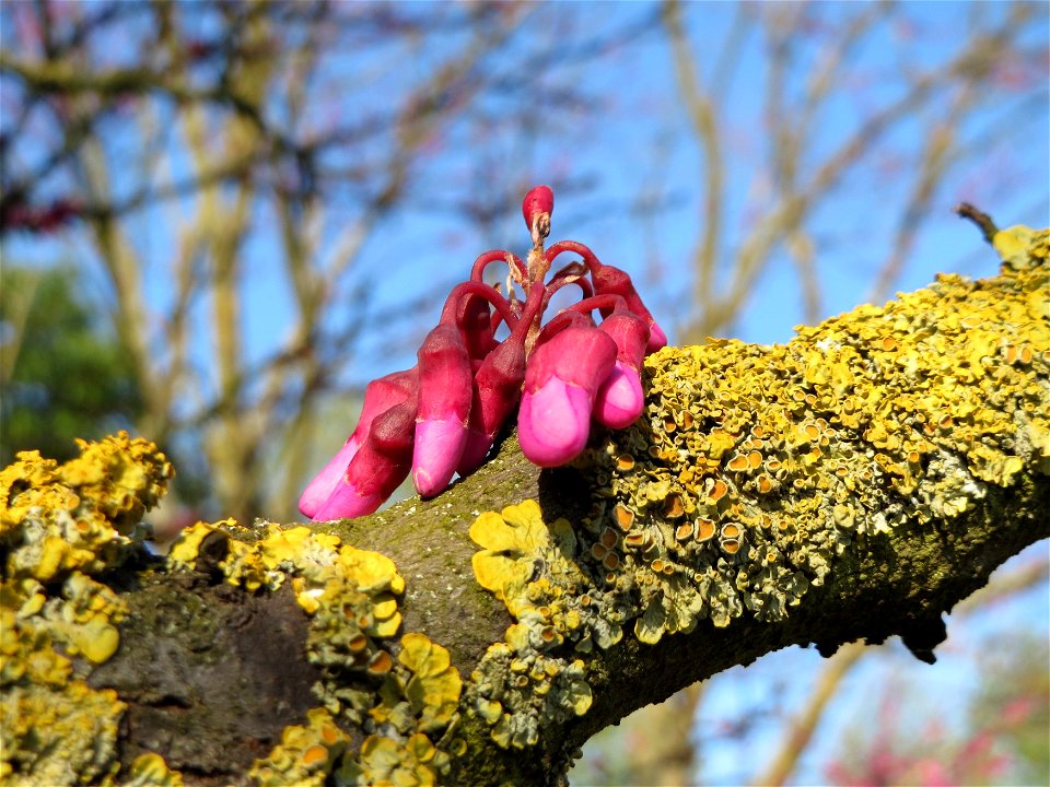 Gewöhnlicher Judasbaum (Cercis siliquastrum) in Hockenheim